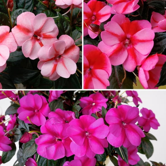 2.5 in. Impatiens Candylicious SunPatiens Collection (3-Pack)