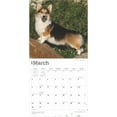 thumbnail image 3 of Pembroke Welsh Corgis | 2025 12x24" (Hanging) Square Wall Calendar | BrownTrout, 3 of 9