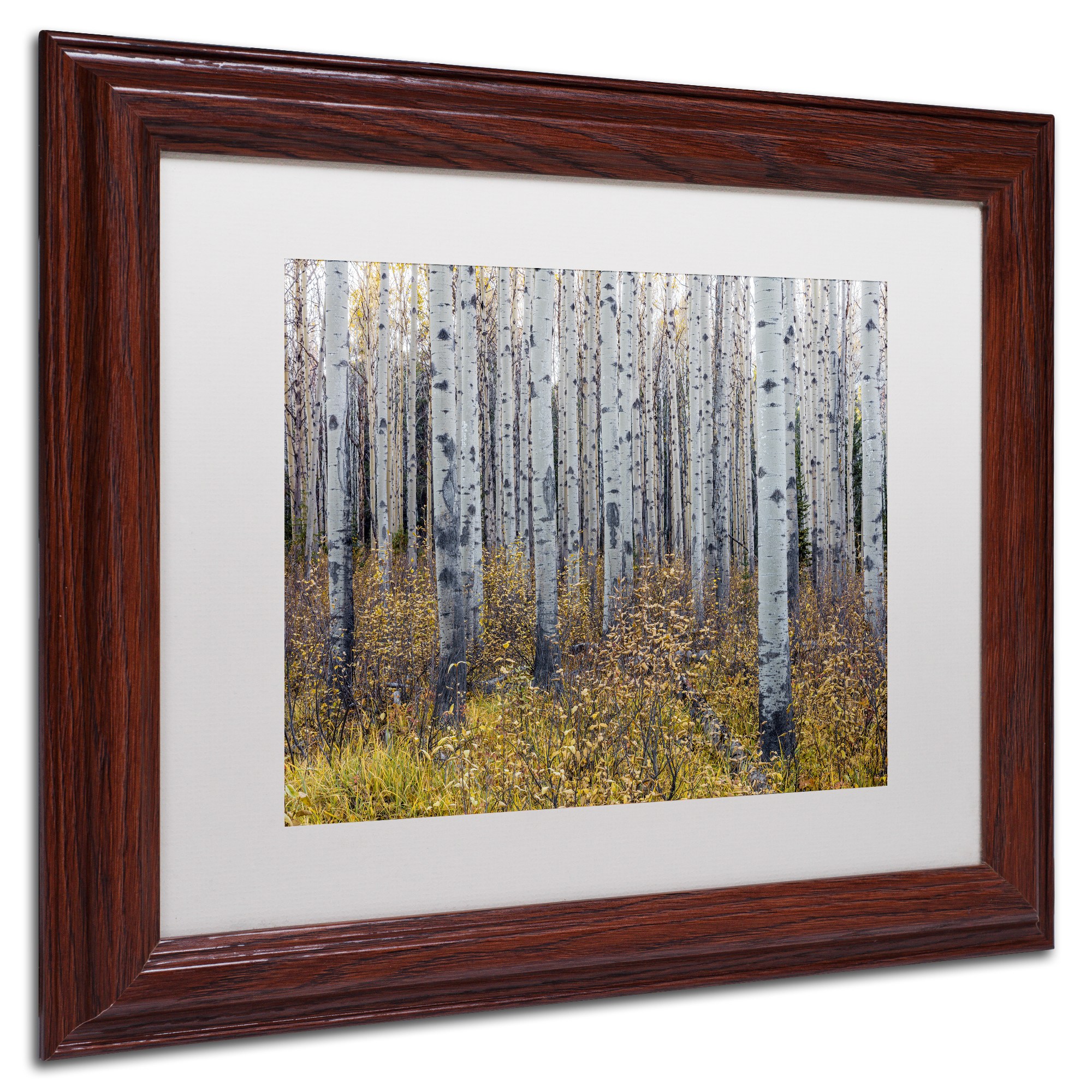 Trademark Fine Art 'Aspen Trees in Autumn' Canvas Art by Pierre Leclerc, White Matte, Wood Frame