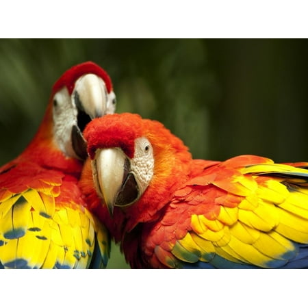San Jose Christmas In The Park Scarlet Macaws at Zoo Ave Park, Outside San Jose Print Wall Art By Paul Souders ()