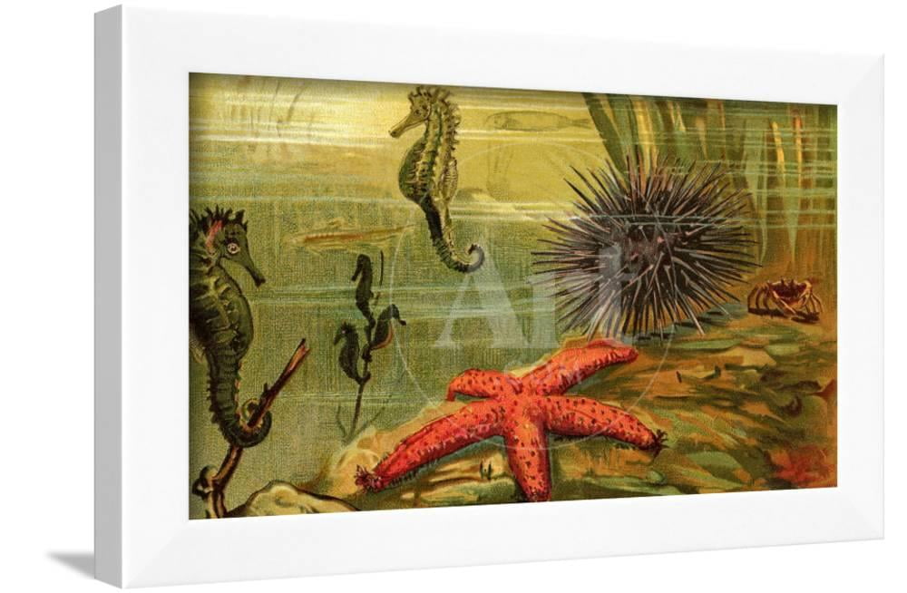 Underwater Scene with Starfish and Seahorses, Animals Framed Art Print ...