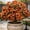 d, variant on Desert Rose-Easy Grow-Low Maintenance-Ideal for Beds Borders,Plant Pots & Planters