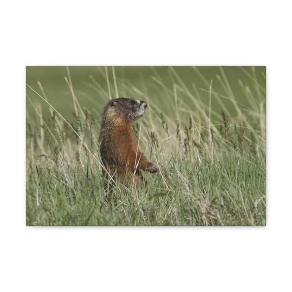 Yellow Bellied Marmot Hunting Yellow Bellied Marmot on Hunt Print Animal Wall Art Wildlife Canvas Prints Wall Art Ready to Hang Unframed