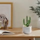 thumbnail image 4 of Flores artificiales, plantas artificiales, flores falsas, pequeños adornos esmaltados, cactus, plantas en maceta, oficina, vidrio, artesanías, regalos, hogar, interior, pequeños adornos esmaltados., 4 of 6
