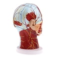 thumbnail image 3 of Modelo de Cabeza humana Macarena Cabeza Plano Sagital Mediano Anatomía muscular arterias paranasales expuestos cerebro, 3 of 8