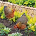 thumbnail image 4 of Rooster Yard Stakes Decorative Premium Realistic metal Chicken Yard Art, 4 of 5