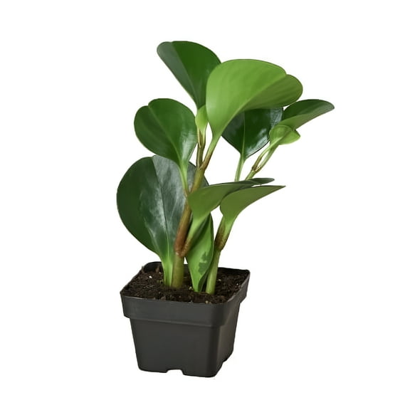 Peperomia 'Thailand' - 3" Pot