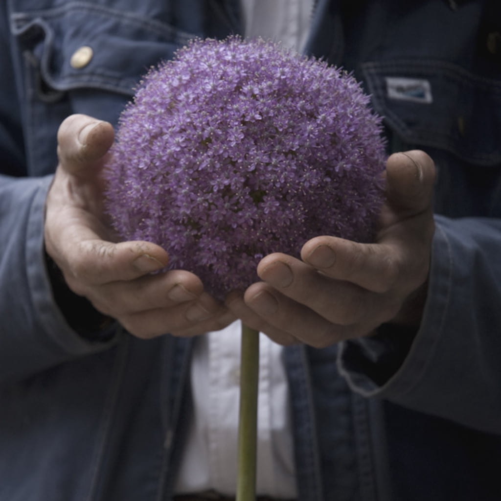 Van Zyverden Allium Giganteum Set of 1 Bulb Purple Part Sun