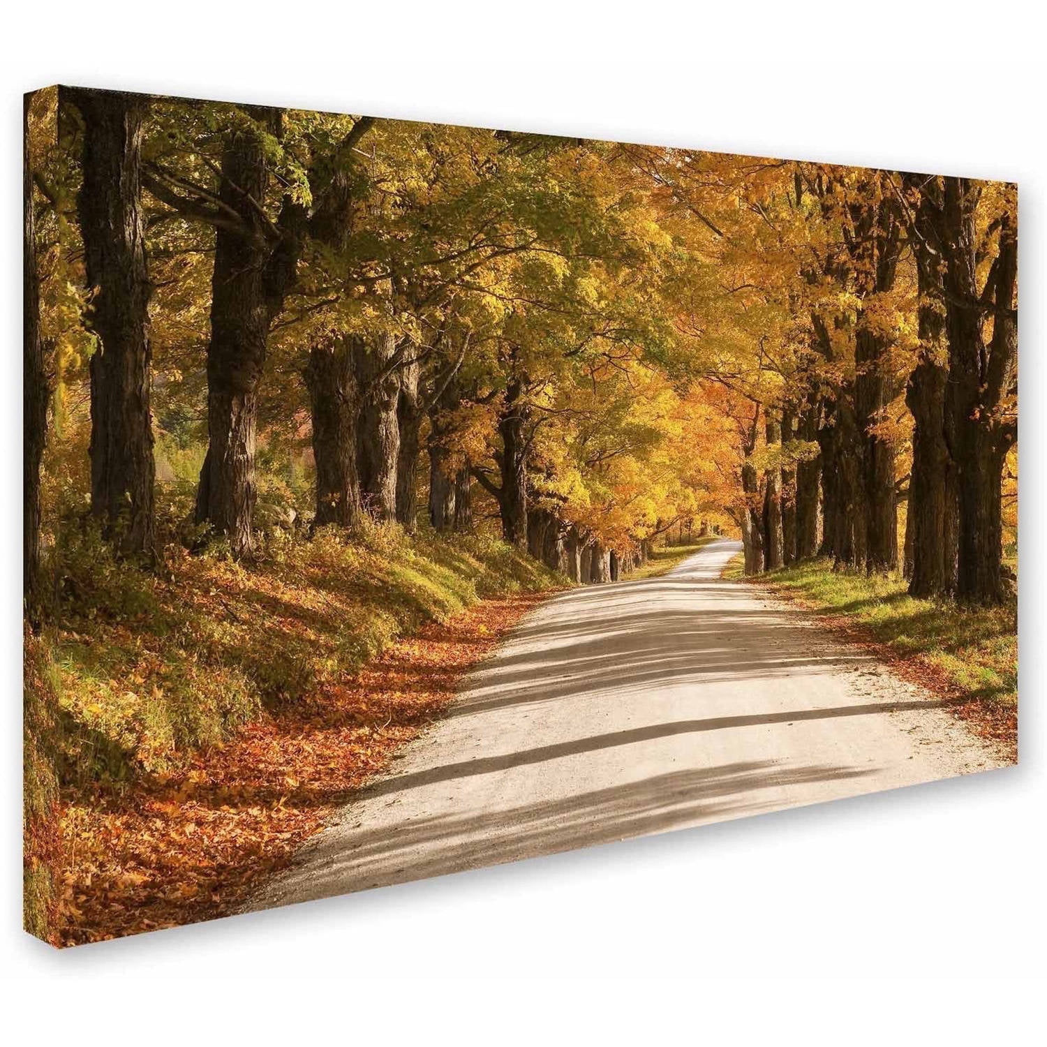 Trademark Fine Art 'Maple Canopy' Canvas Art by Michael Blanchette Photography