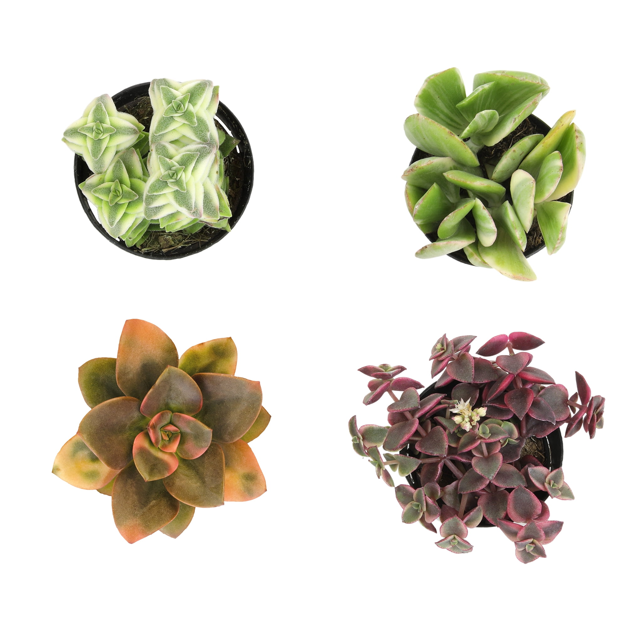 Altman Plants Variegated Succulents (4-pack) Fun Easy Indoor Plants in 2.5 in. Grower Pots