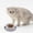 Grey, variant on Cat Bowl, Shallow Cat Food Dish, Cat Bowl Pet Food Bowls Water Feeding Plastic Basins, Wide Pet Food Plate for Kittens. Pink