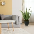 thumbnail image 2 of Artificial Aloe Fake Plant with Black Planter for Indoor Outdoor Decor, 2 of 6