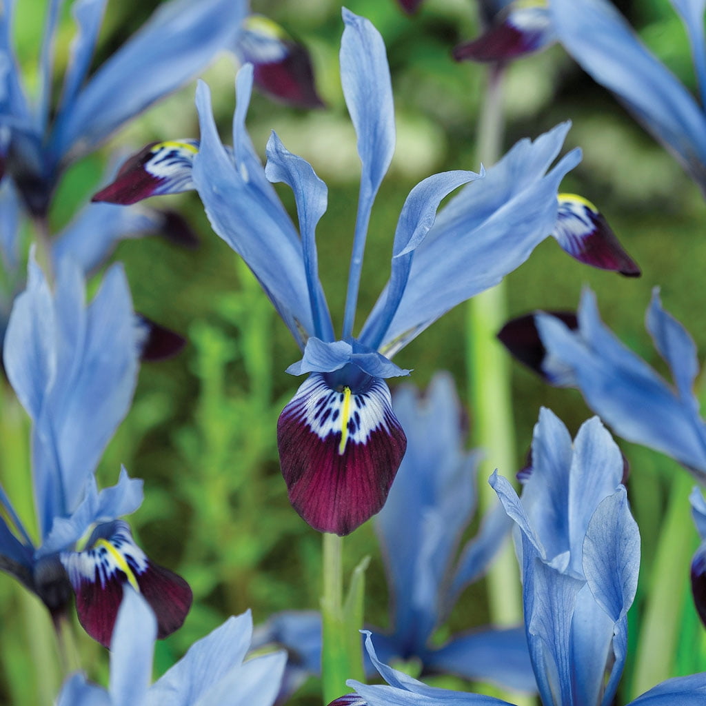 Van Zyverden Dwarf Iris Halkis Set of 25 Bulbs Blue Part Sun