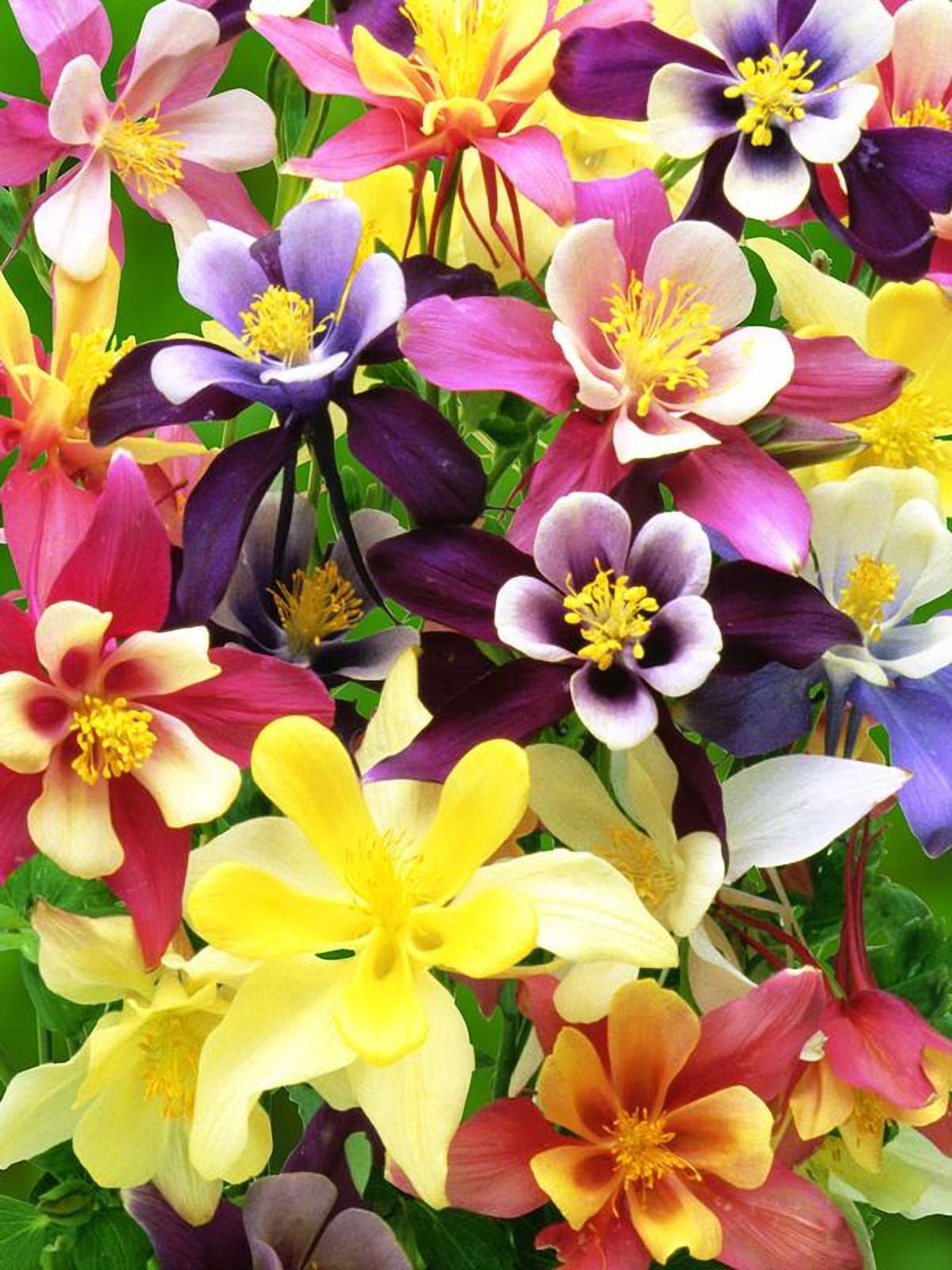 Burpee Arlequin Couleurs Mélangées Par - Columbine