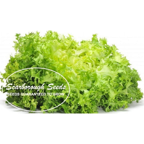 SCARBOROUGH SEED Endive Green Curled Ruffec 1000 Seeds Heirloom Non-GMO