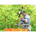thumbnail image 4 of Blissful Apple Tart Baked in the Orchard by Fujita Kanko Apple Orchard Ibaraki Japan (Whole Size 10cm) - Kurumira Shop, 4 of 6
