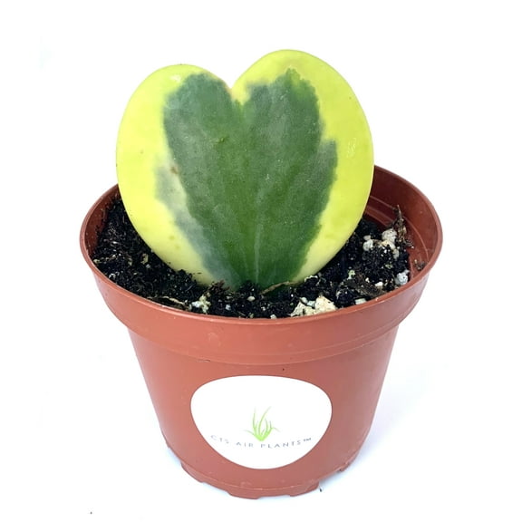 Sweet Heart Houseplant Hoya Kerrii Variegata
