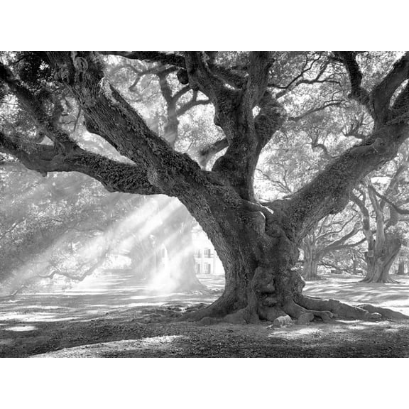 Art.com Andrew Oak, Afternoon Light Art Print by William Guion, 24" x 18"