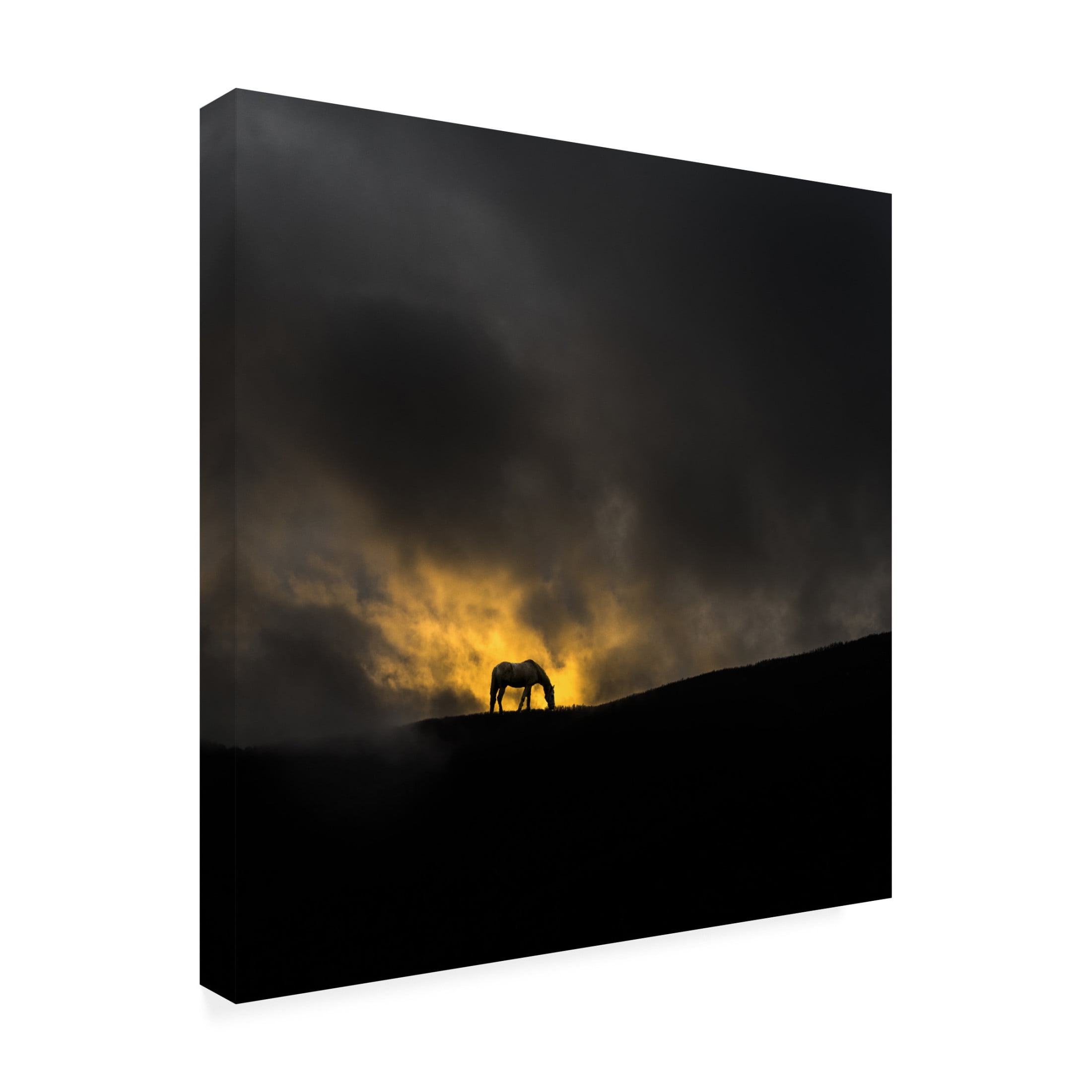 Canvas Wall Art - Todor Tanev 'Golden Horse' Wall Art for Living Room, Bedroom, or Office Décor by Trademark Fine Art - 14 x 14 Inches