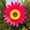 Style 13, variant on Sunflower Lawn Pinwheels Wind Spinners Garden Party Pinwheel Wind Spinner for Patio Lawn & Garden 12 inches Decor