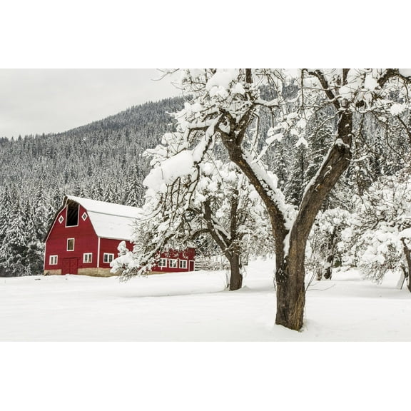 Art.com Fresh Snow on Red Barn Near Salmo, British Columbia, Canada Photographic Print by Chuck Haney, 18" x 12"