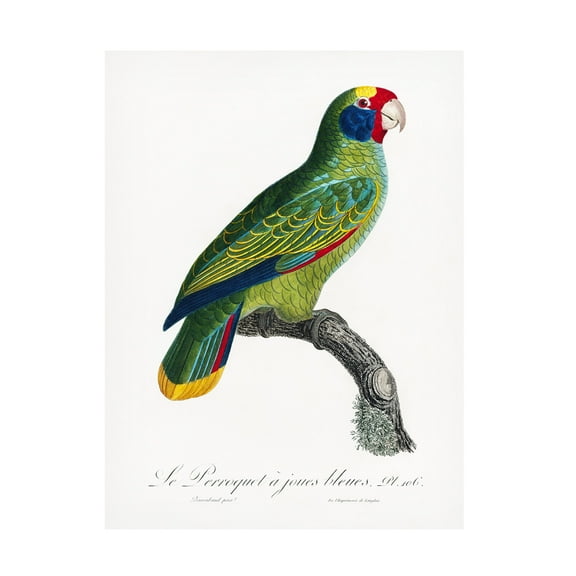 Trademark Fine Art Francois Levaillant Levaillant Parrot IX Canvas Wall Art
