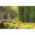 thumbnail image 3 of Gold Star Juniper - 60 Live Plants - Juniperus Chinensis - Drought Tolerant Cold Hardy Evergreen Ground Cover, 3 of 9