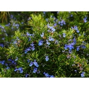 Rosemary Herb Seeds/ Perennial/ Full Sun/125 Seeds 1/4 Gram/ Zellajake Farm and Garden - B148