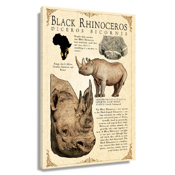 Black Rhinoceros Wall Art Knowledge Poster Educational Wall Art Vintage Prints Black Rhinoceros Infographic Poster Modern Chic Decor Painting for Living Room Framed 16×24 in