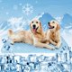 thumbnail image 1 of Dog Cooling Mat Thicken Cooling Mat for Dogs Pet Self Cooling Pad Non-Slip Dog Cooling Bed for Indoor & Outdoor Car Seats, 1 of 5