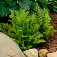 thumbnail image 5 of Athyrium Filix-femina, Lady In Red, Lady Fern - Pot Size: 3" (2.6x3.5") - Plants, Shade Plants, 5 of 8