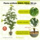 thumbnail image 2 of Planta artificial moderna con maceta decorativa Real Style Árbol peral grande de 150cm de alto Artego para hogar sala comercio oficina, 2 of 9