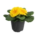thumbnail image 4 of Primula - Outdoor Live Plants, 4 of 22