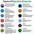 thumbnail image 3 of Digestive Enzymes 1000MG Plus Prebiotics & Probiotics Supplement, 180 Capsules, for Better Digestion & Lactose Absorption, 1-2 Month Supply, 3 of 3