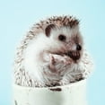 thumbnail image 3 of SD Graphics Studio 12x12 Black Modern Framed Museum Art Print Titled - Hedgehog In A Cup, 3 of 5