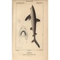 thumbnail image 2 of Shark, Selachimorpha Poster Print By ® Florilegius Mary Evans (18 X 24), 2 of 4