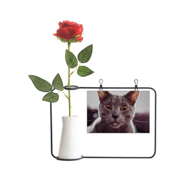 Animal Big Eye Gato gris fotografía Botella de decoración de jarrones colgantes de flores rosas artificiales