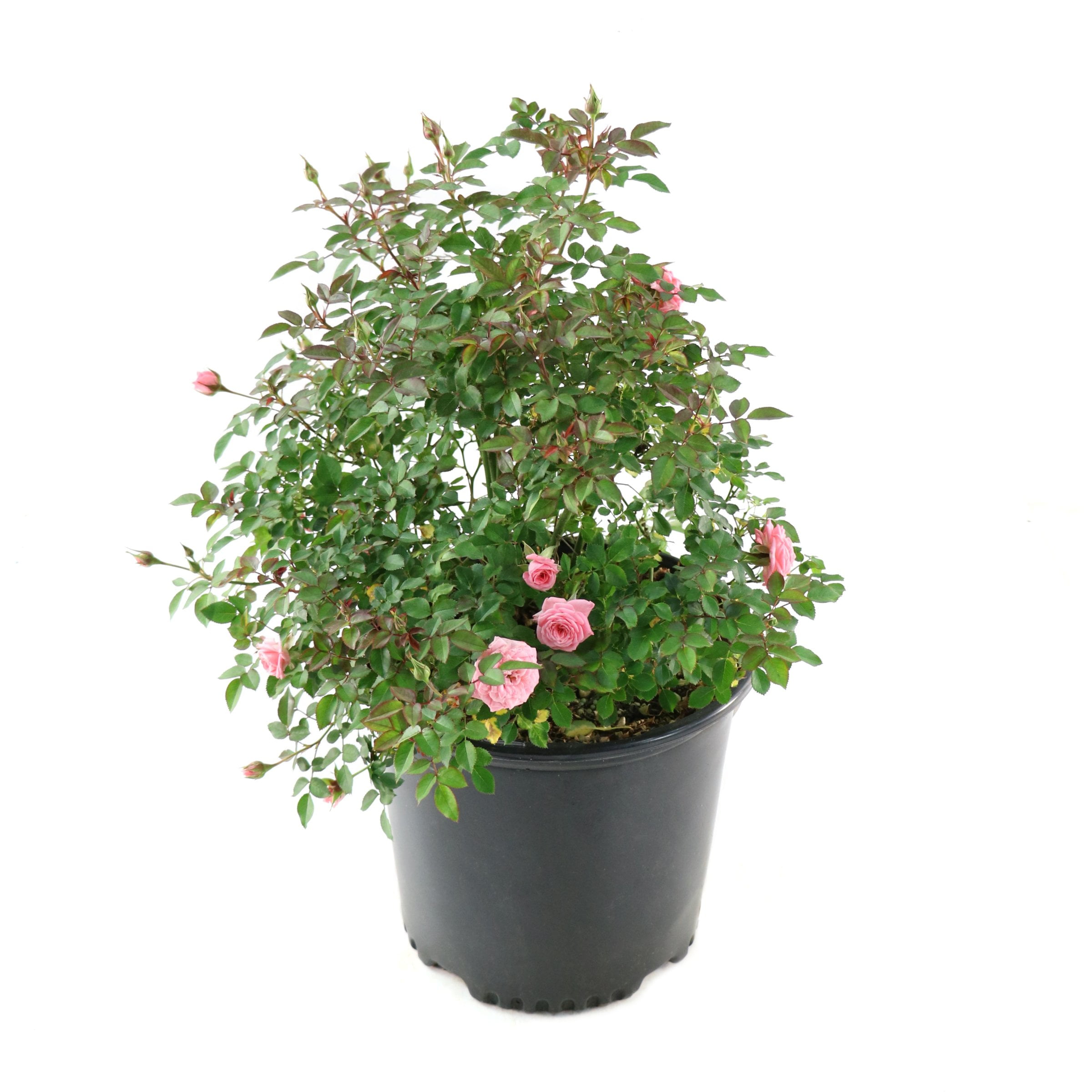2 gal. Cupcake Rose with Pink Flowers