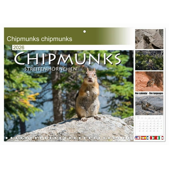 Chipmunks chipmunks (Monthly Wall Calendar 2026 11.7 x 16.5 (open)), CALVENDO 14 Month Calendar