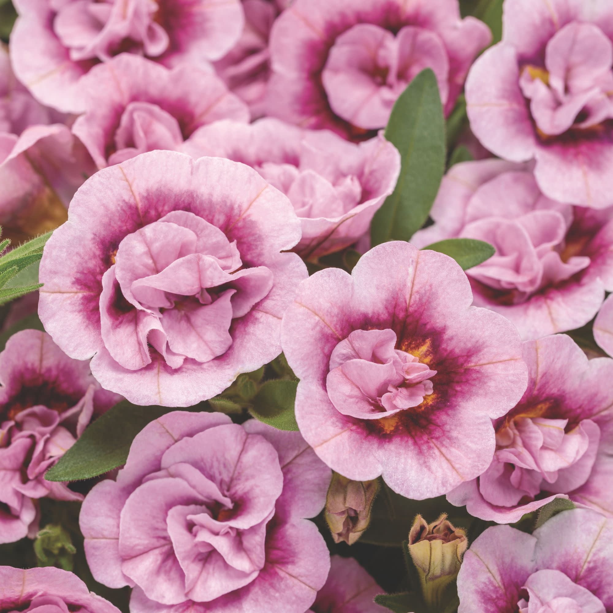 Proven Winners 4" Superbells Double Smitten Pink Calibrachoa Live Plant in 4.25" Pot (4 Count)