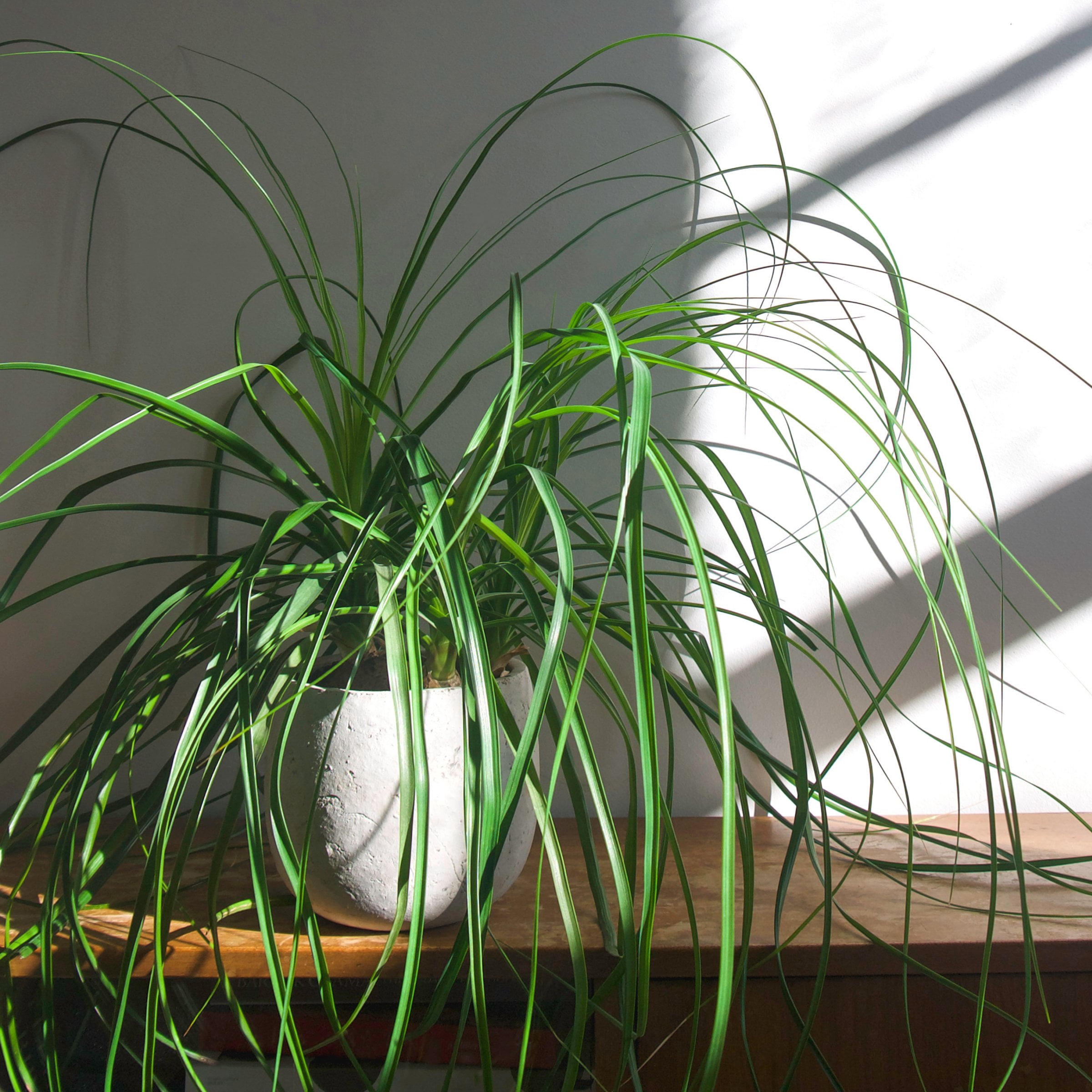 4 in. Ponytail Palm Plant in Grower Container (3-Pack)