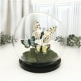 thumbnail image 2 of Plymor 5" x 6" Glass Display Dome Globe Cloche (Black Acrylic Base), Pack of 12, 2 of 3