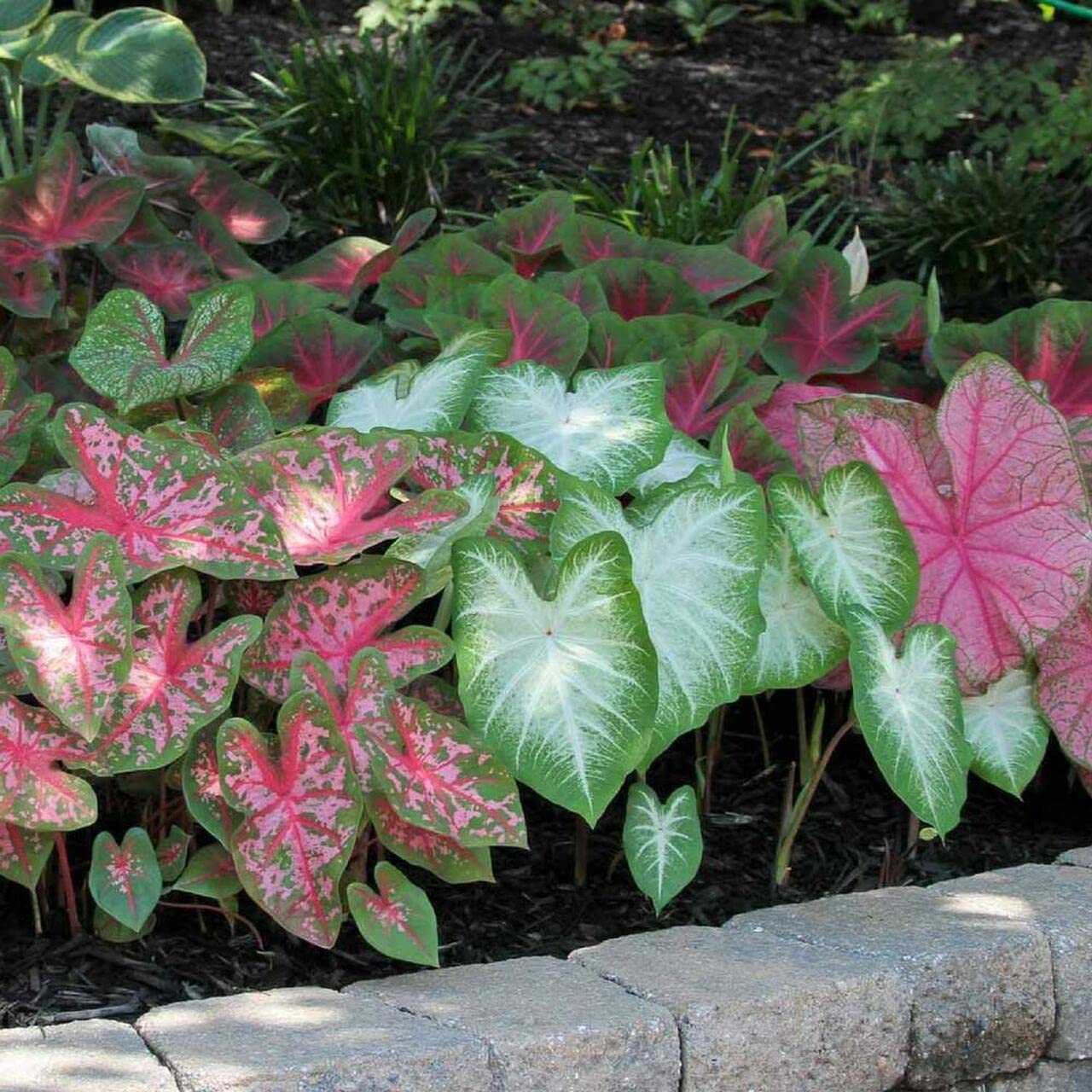 3 Mixed Variety Caladium Bulbs Fancy Leaf Caladium 3 Caladium Roots