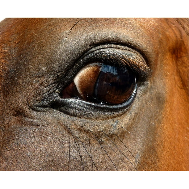 Eyes Eye Look Horse Eyelashes Aƒae A A A Aƒa A A Sa A A œil Close Up Inch By 30 Inch Laminated Poster With Bright Colors And Vivid Imagery Fits Perfectly In Many Attractive Frames Walmart Com Walmart Com