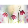 thumbnail image 3 of Disher, Mandy 24x17 Black Modern Framed Museum Art Print Titled - Snakes Head Fritillary, 3 of 5