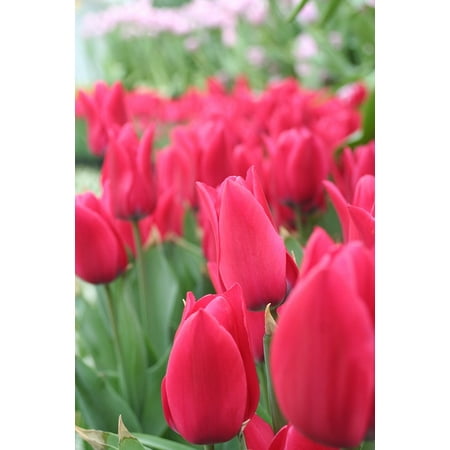 LAMINATED POSTER World Flower Botanical Garden Tulip Red Flowers Poster Print 24 x (Best Flower Gardens In The World)