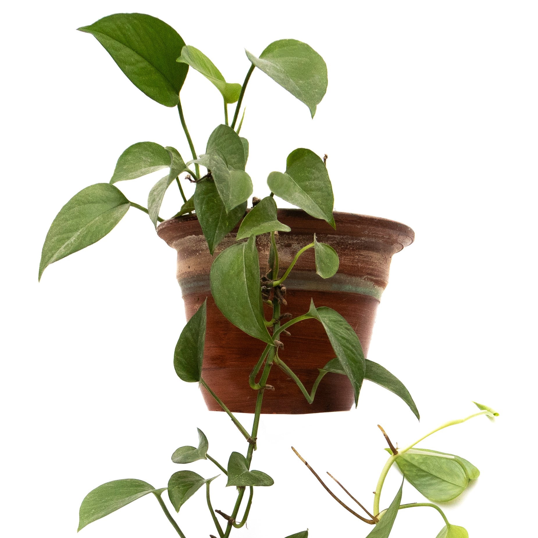 4 in. Philodendron Cordatum Plant in Grower Container (3-Pack)