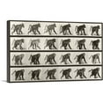 thumbnail image 1 of ARTCANVAS Baboon Walking on All Fours Canvas Art Print by Eadweard Muybridge - Size: 26" x 18" (1.50" Deep), 1 of 9