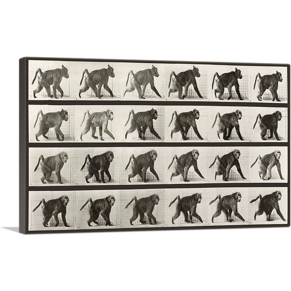 ARTCANVAS Baboon Walking on All Fours Canvas Art Print by Eadweard Muybridge - Size: 26" x 18" (0.75" Deep)