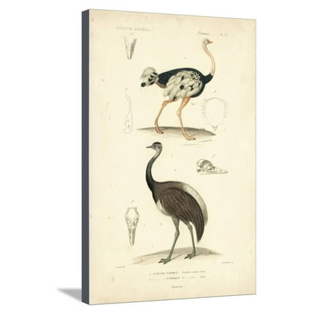Antique Ostrich - Antique Ostrich Study Stretched Canvas Print Wall Art By N. Remond
